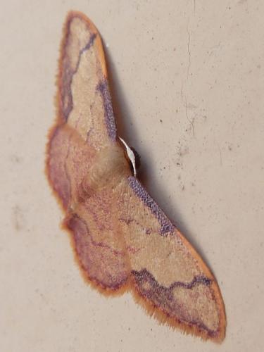 Réf. 169 383 : Idaea ostrinaria