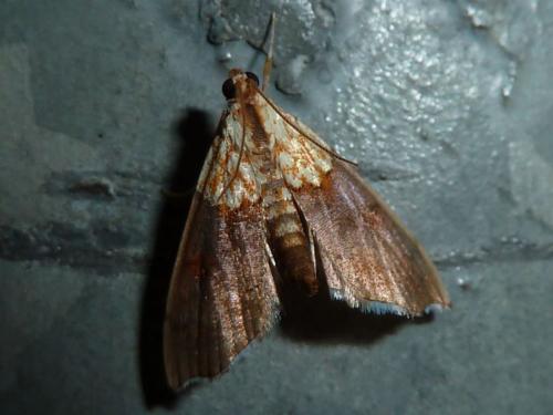 Agrotera nemoralis