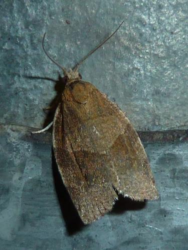Pandemis sp.