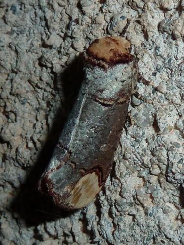 Phalera bucephala