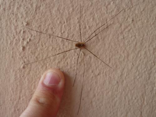 Phalangium opilio