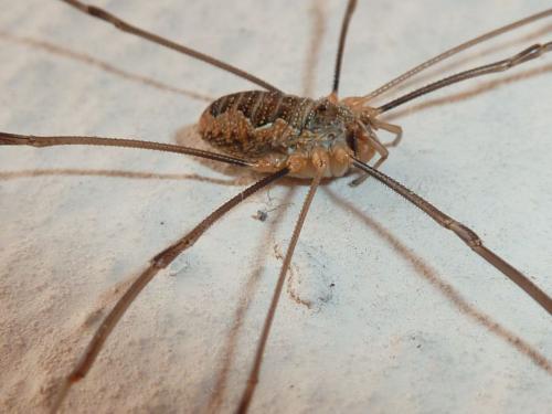 Réf. 169 333 : Phalangium opilio
