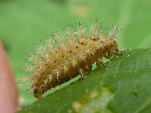 Réf. 169 032 : Subcoccinella vigintiquatuorpunctata