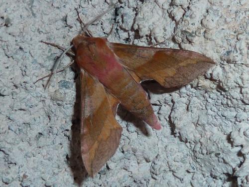 Réf. 169 609 : Deilephila porcellus