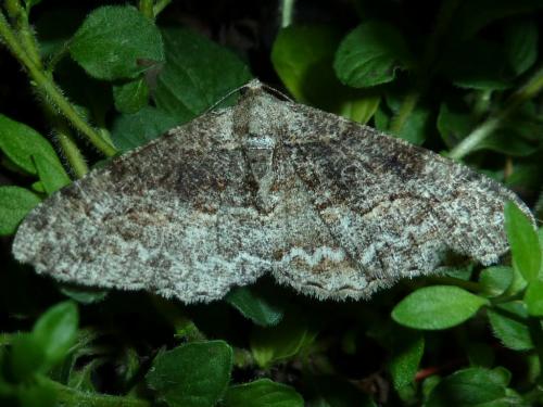 Réf. 169 619 : Alcis repandata