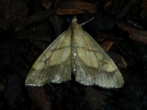 Réf. 169 621 : Evergestis limbata
