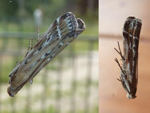 Pempeliella ornatella