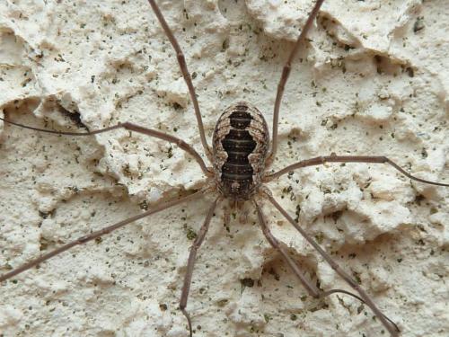 Phalangium opilio