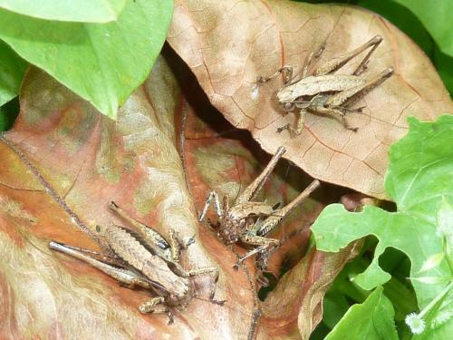 Pholidoptera griseoaptera