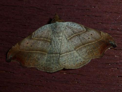 Réf. 169 242 : Laspeyria flexula
