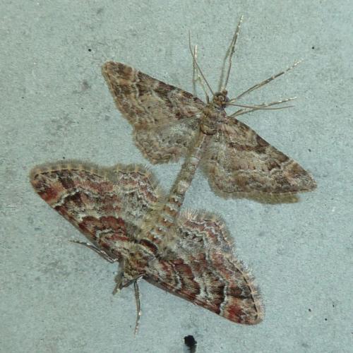 Réf. 169 079 : Gymnoscelis rufifasciata