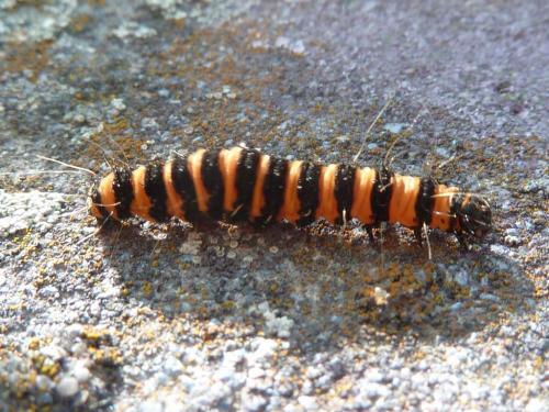 Réf. 169 102 : Tyria jacobaeae