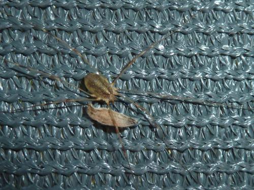 Opilio canestrinii