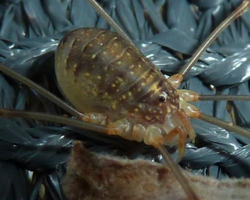Réf. 169 143 : Opilio canestrinii