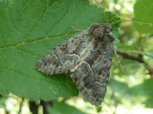 Réf. 169 139 : Thalpophila matura