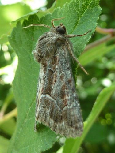 Réf. 169 140 : Thalpophila matura