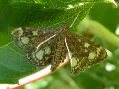 Réf. 169 098 : Anania coronata
