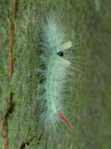 Calliteara pudibunda