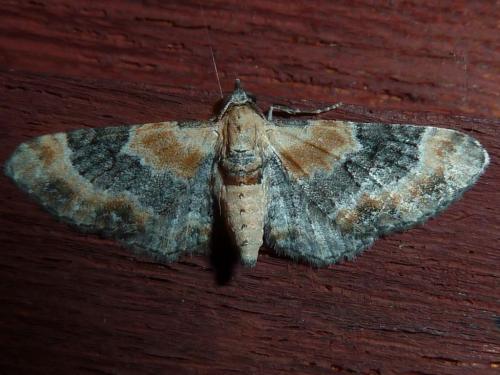 Réf. 169 809 : Eupithecia linariata