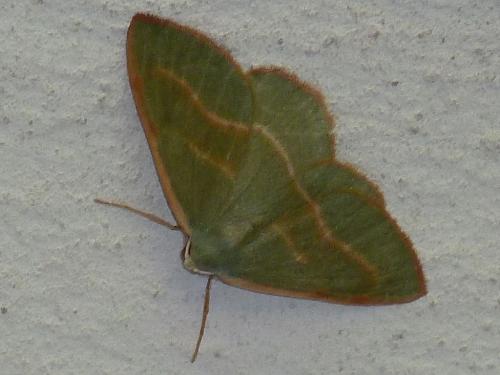 Réf. 169 808 : Hylaea fasciaria