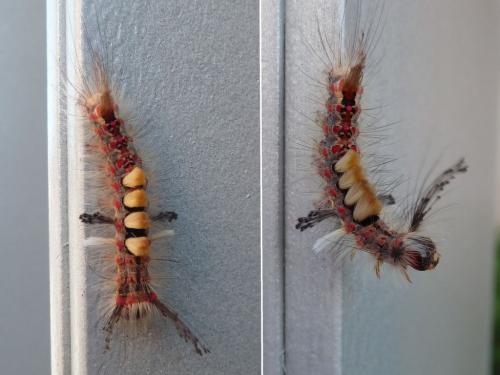Orgyia antiqua