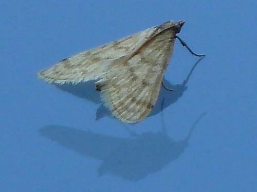Paracorsia repandalis