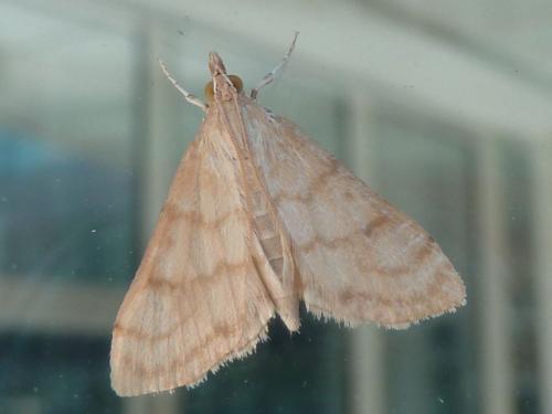 Paracorsia repandalis