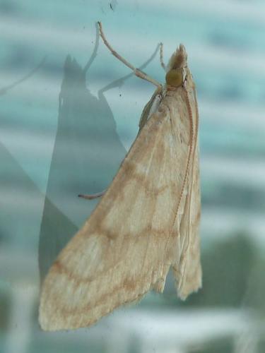 Paracorsia repandalis