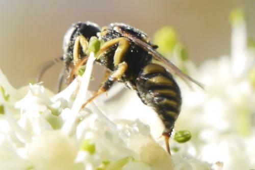 Oxybelus mucronatus