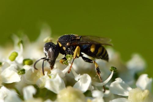 Oxybelus mucronatus