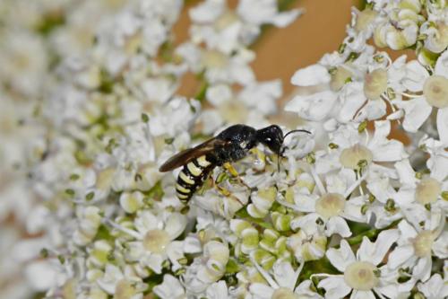 Lestica clypeata