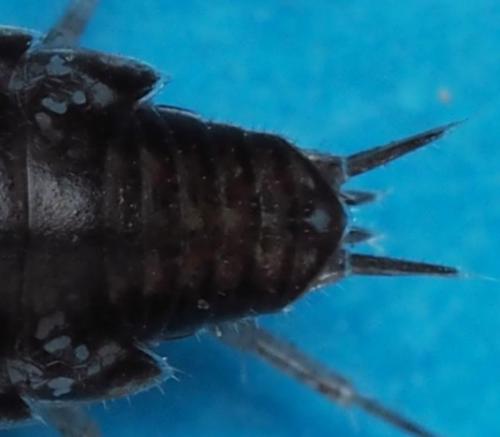 Chaetophiloscia elongata