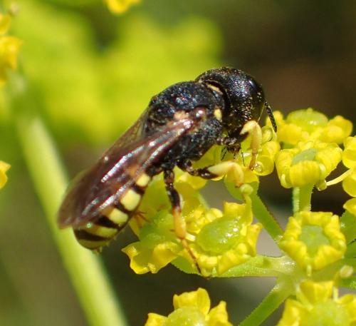 Réf. 169 887 : Lestica clypeata