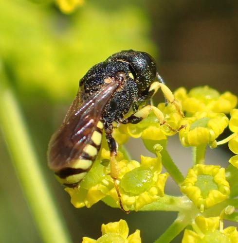Réf. 169 886 : Lestica clypeata