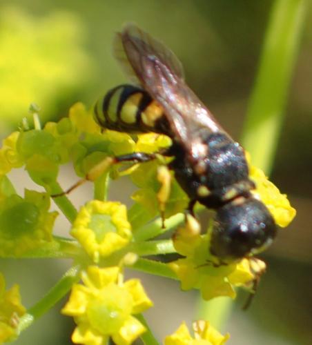 Réf. 169 888 : Lestica clypeata