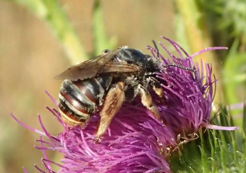 Eucera taurica