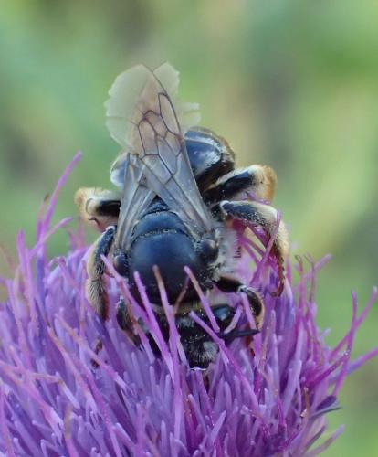 Eucera taurica