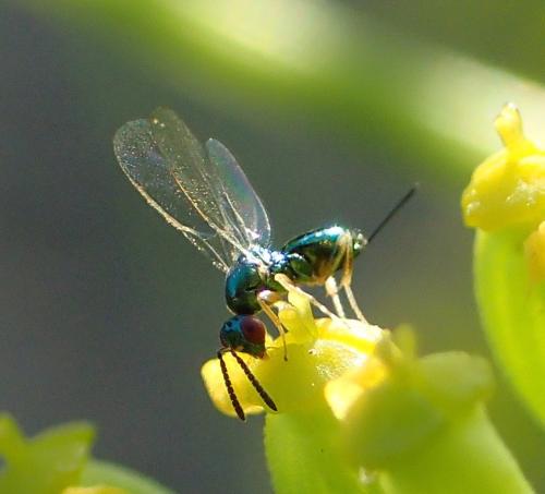 Torymus sp.