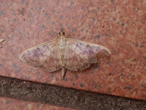 Réf. 169 001 : Pleuroptya ruralis