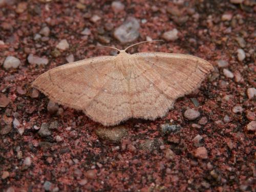 Réf. 169 070 : Cyclophora linearia