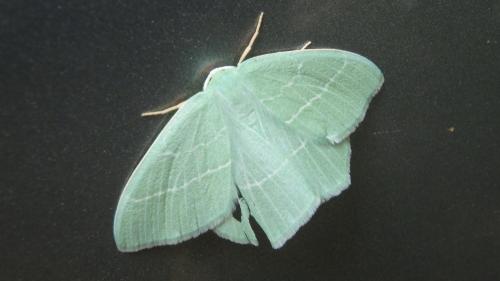 Hemistola chrysoprasaria