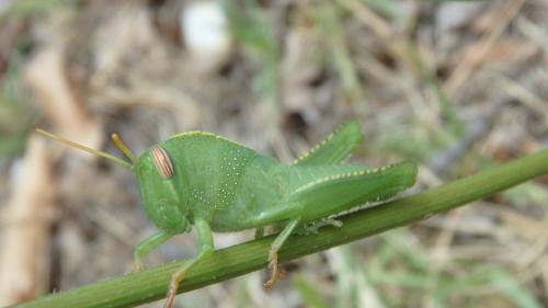 Réf. 169 786 : Anacridium aegyptium