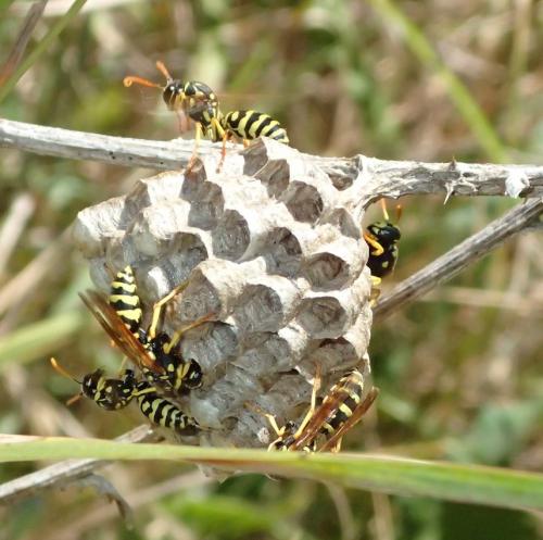 Réf. 169 162 : Polistes gallicus