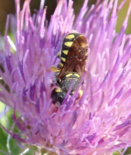 Pseudoanthidium sp.