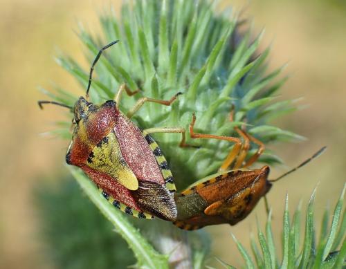 Réf. 169 173 : Carpocoris purpureipennis