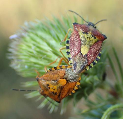 Carpocoris purpureipennis