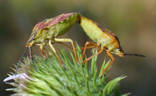 Réf. 169 148 : Carpocoris purpureipennis