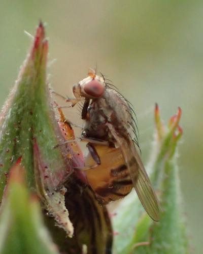 Réf. 169 313 : Minettia sp.