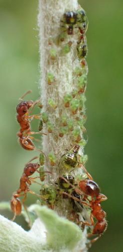 Chaitophorus populeti