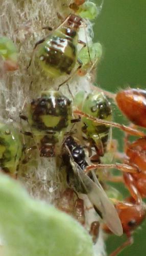 Chaitophorus populeti